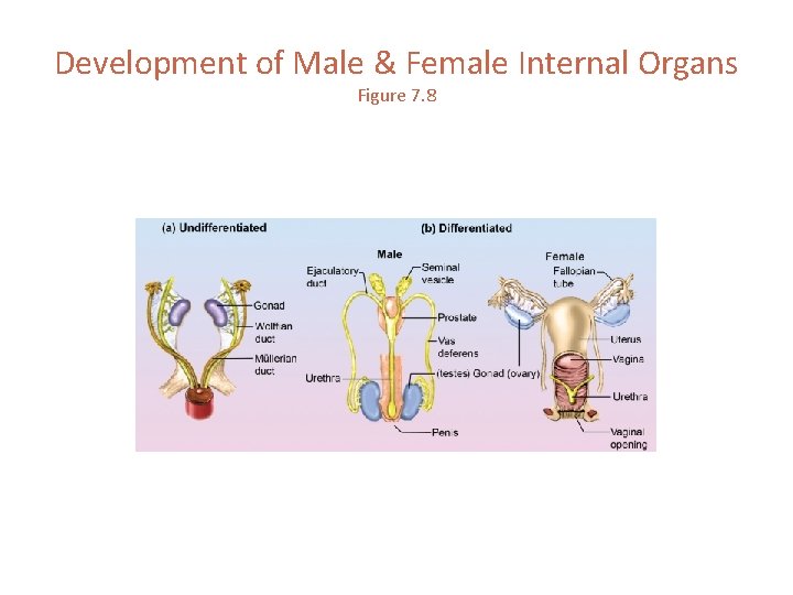 Development of Male & Female Internal Organs Figure 7. 8 
