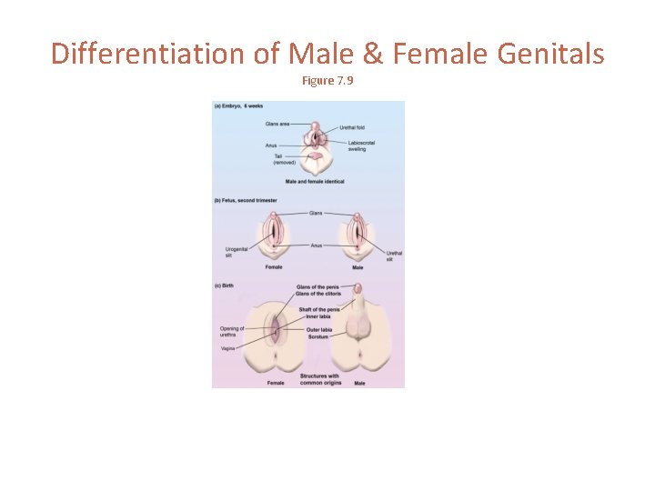 Differentiation of Male & Female Genitals Figure 7. 9 