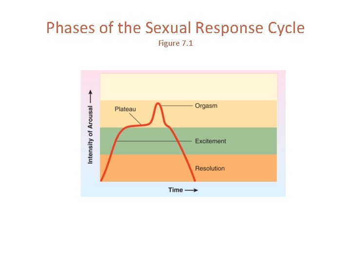 Phases of the Sexual Response Cycle Figure 7. 1 