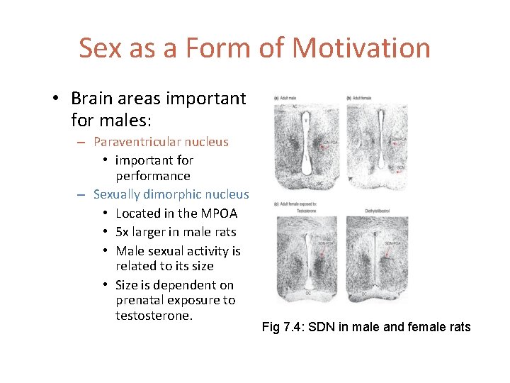 Sex as a Form of Motivation • Brain areas important for males: – Paraventricular
