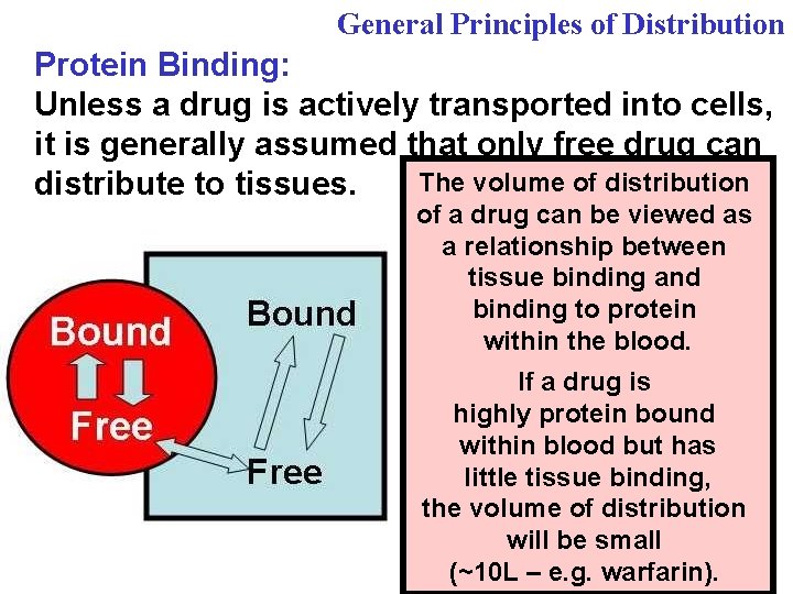 General Principles of Distribution Protein Binding: Unless a drug is actively transported into cells,