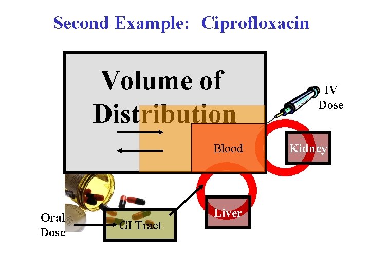 Second Example: Ciprofloxacin Volume of Distribution Blood Oral Dose GI Tract Liver IV Dose