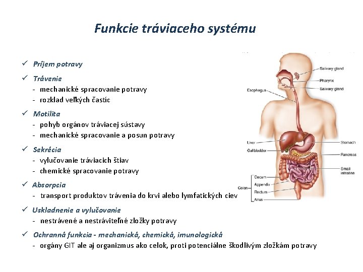 Funkcie tráviaceho systému ü Príjem potravy ü Trávenie - mechanické spracovanie potravy - rozklad