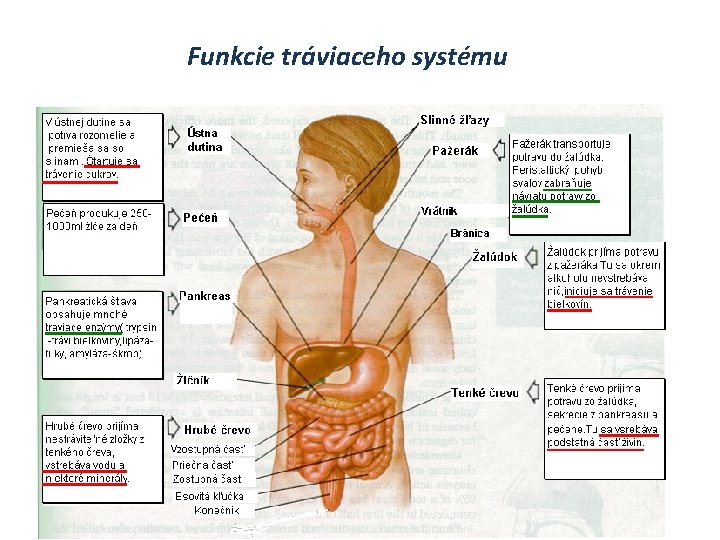 Funkcie tráviaceho systému 