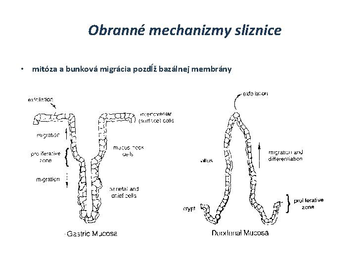 Obranné mechanizmy sliznice • mitóza a bunková migrácia pozdĺž bazálnej membrány 