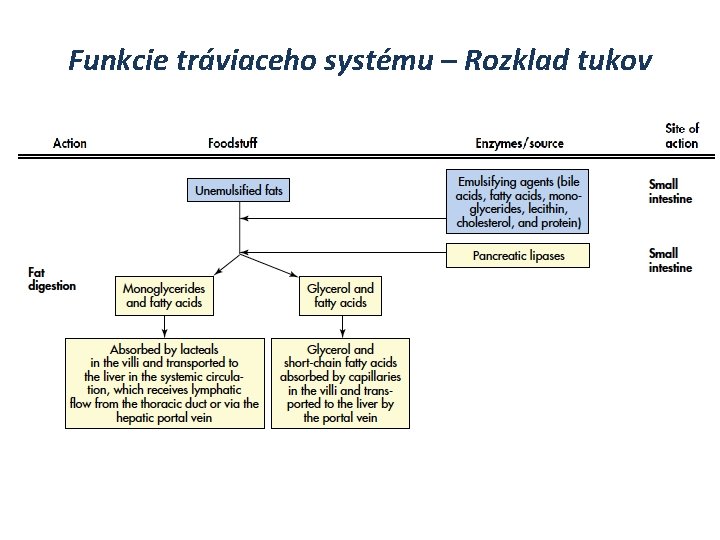 Funkcie tráviaceho systému – Rozklad tukov 