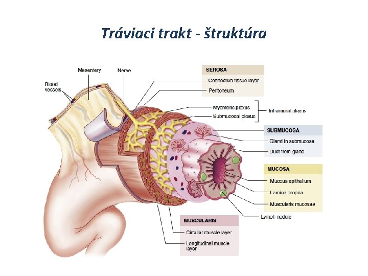 Tráviaci trakt - štruktúra 
