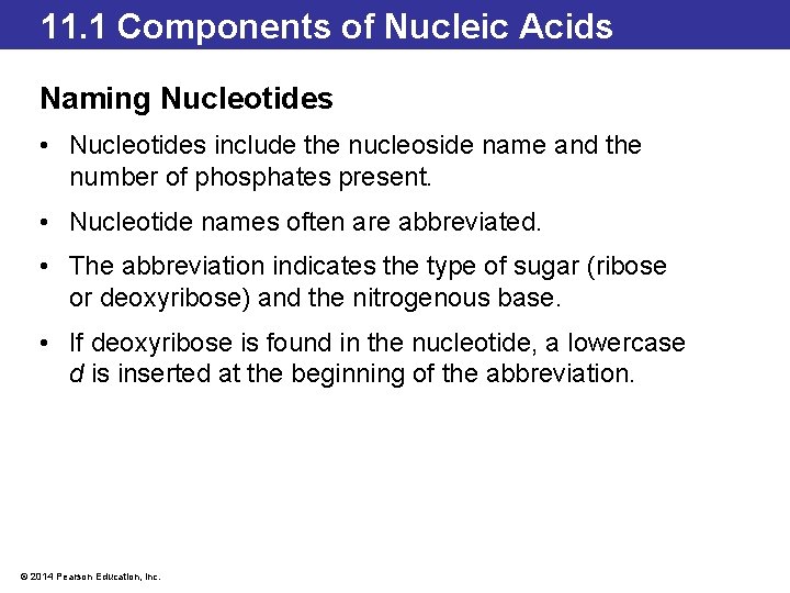11. 1 Components of Nucleic Acids Naming Nucleotides • Nucleotides include the nucleoside name