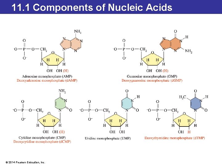 11. 1 Components of Nucleic Acids © 2014 Pearson Education, Inc. 