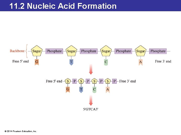 11. 2 Nucleic Acid Formation © 2014 Pearson Education, Inc. 