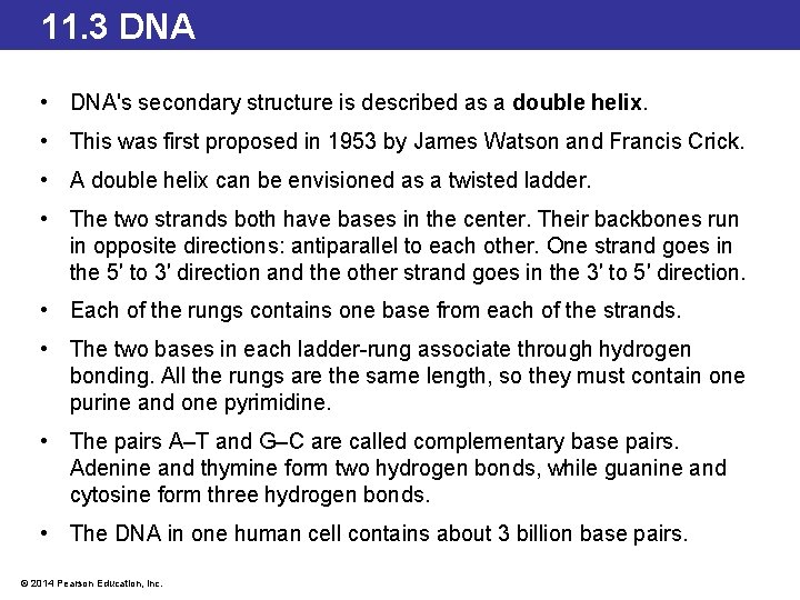 11. 3 DNA • DNA's secondary structure is described as a double helix. •
