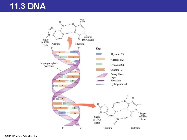 11. 3 DNA © 2014 Pearson Education, Inc. 