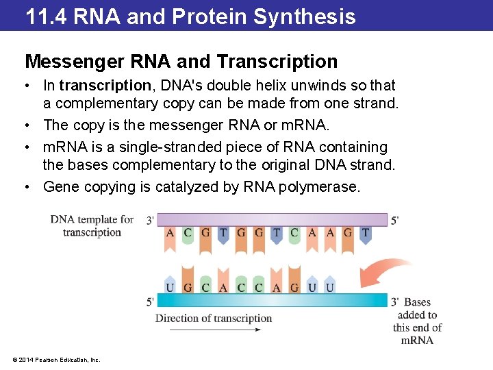 11. 4 RNA and Protein Synthesis Messenger RNA and Transcription • In transcription, DNA's