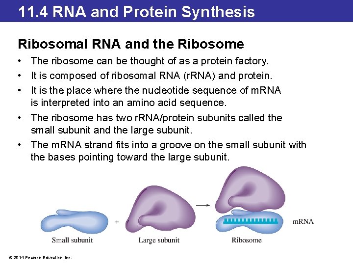 11. 4 RNA and Protein Synthesis Ribosomal RNA and the Ribosome • The ribosome