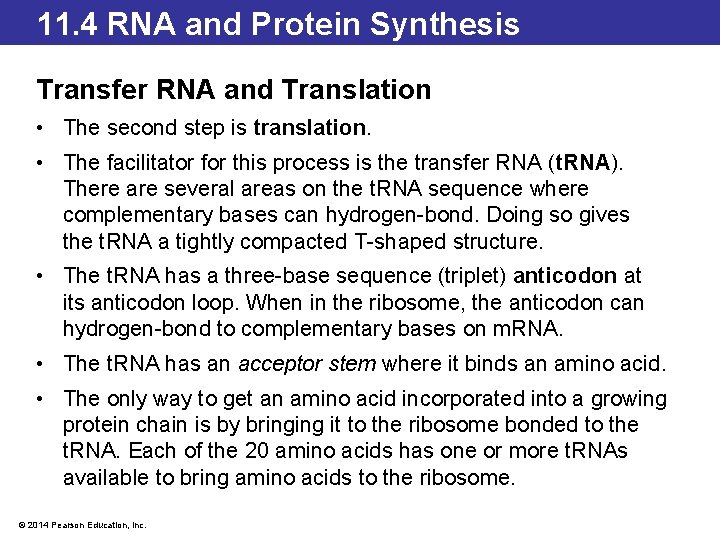 11. 4 RNA and Protein Synthesis Transfer RNA and Translation • The second step
