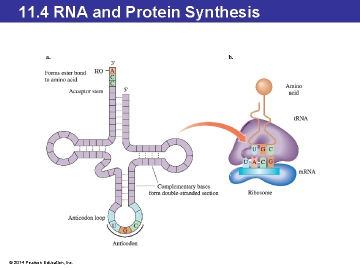 11. 4 RNA and Protein Synthesis © 2014 Pearson Education, Inc. 