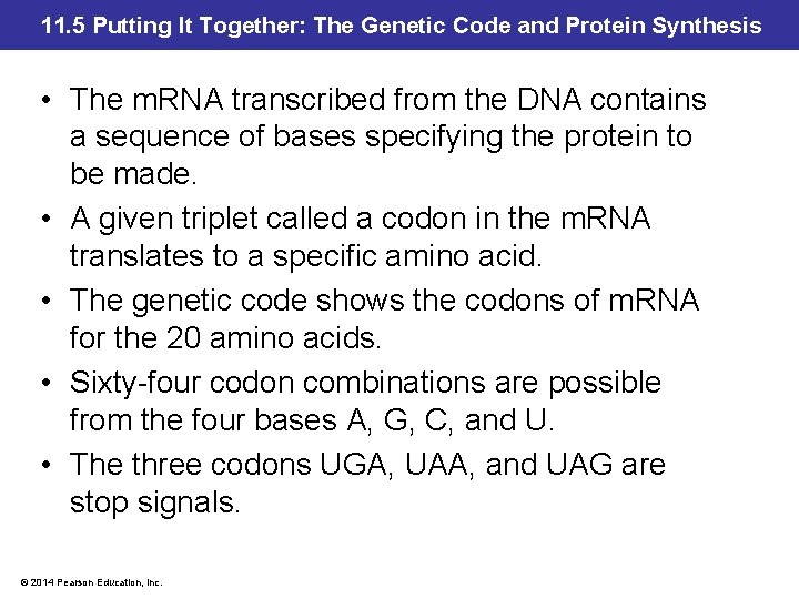 11. 5 Putting It Together: The Genetic Code and Protein Synthesis • The m.