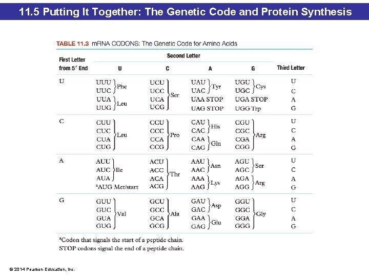 11. 5 Putting It Together: The Genetic Code and Protein Synthesis © 2014 Pearson