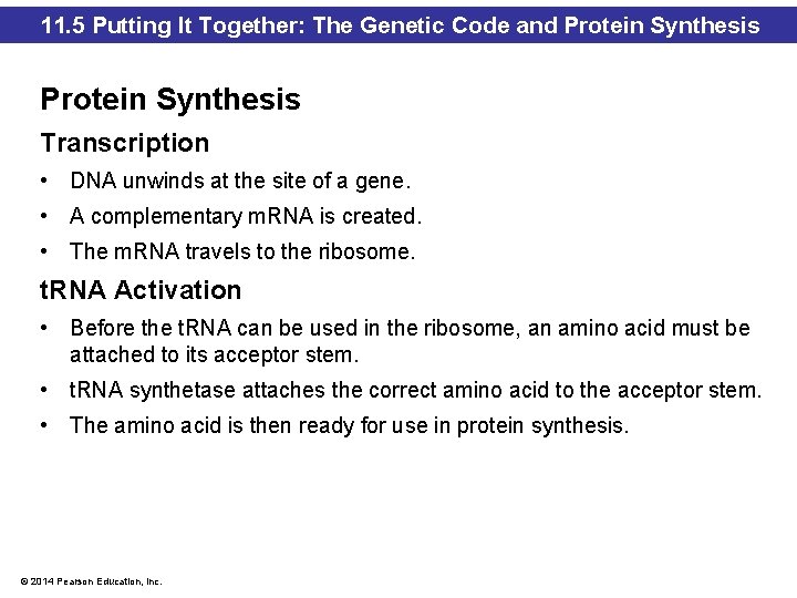 11. 5 Putting It Together: The Genetic Code and Protein Synthesis Transcription • DNA