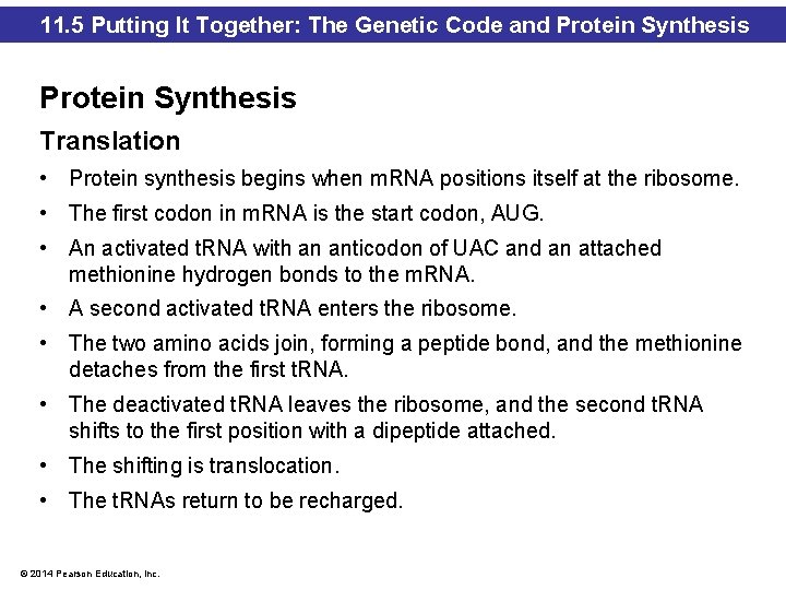 11. 5 Putting It Together: The Genetic Code and Protein Synthesis Translation • Protein