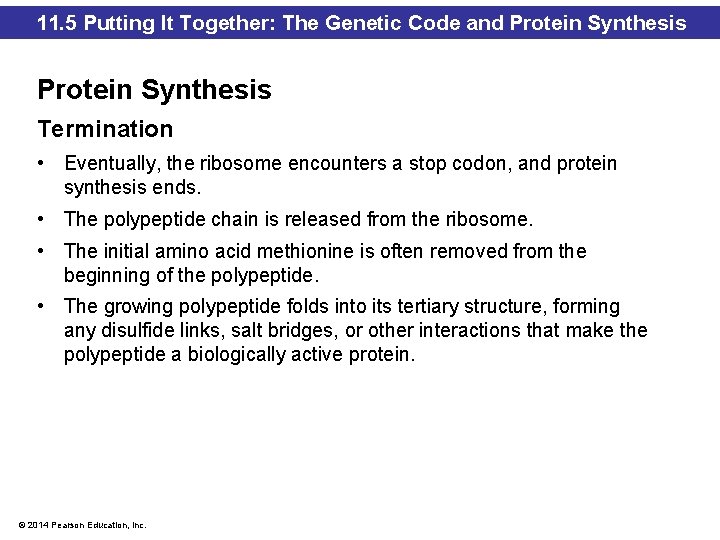 11. 5 Putting It Together: The Genetic Code and Protein Synthesis Termination • Eventually,