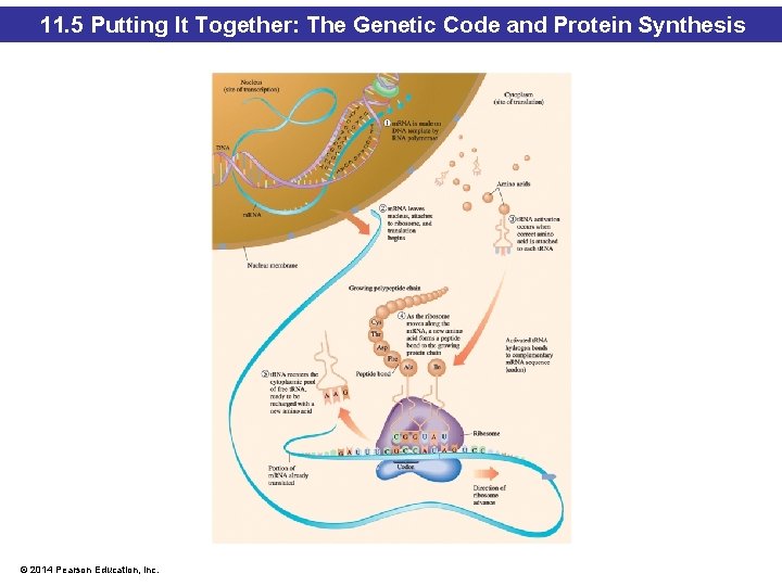 11. 5 Putting It Together: The Genetic Code and Protein Synthesis © 2014 Pearson