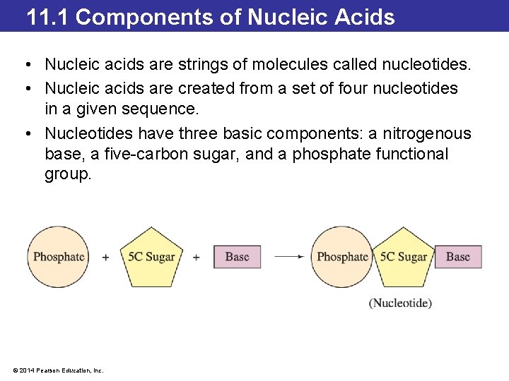 11. 1 Components of Nucleic Acids • Nucleic acids are strings of molecules called