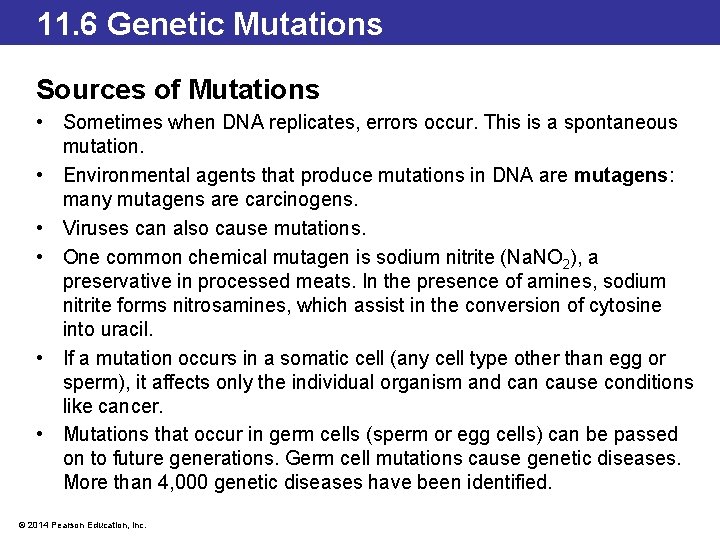 11. 6 Genetic Mutations Sources of Mutations • Sometimes when DNA replicates, errors occur.