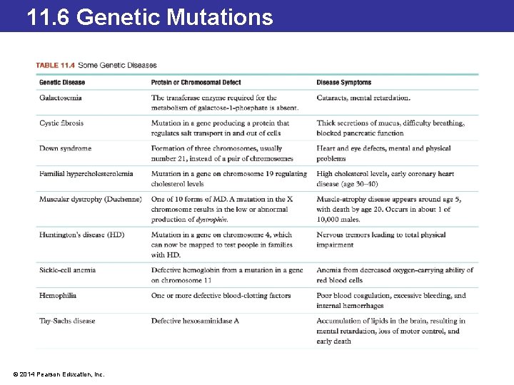 11. 6 Genetic Mutations © 2014 Pearson Education, Inc. 