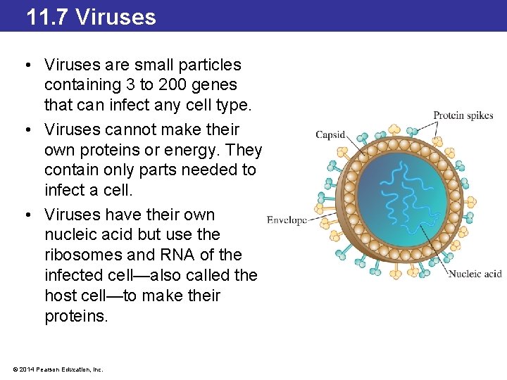 11. 7 Viruses • Viruses are small particles containing 3 to 200 genes that