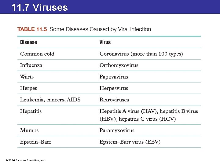 11. 7 Viruses © 2014 Pearson Education, Inc. 