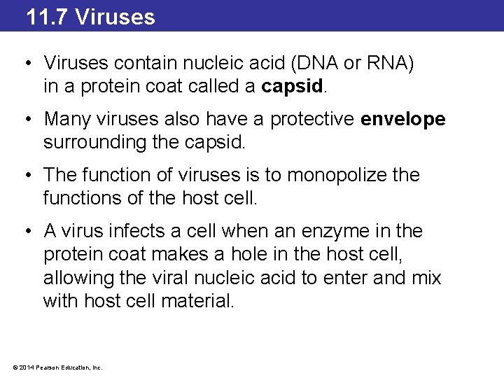 11. 7 Viruses • Viruses contain nucleic acid (DNA or RNA) in a protein
