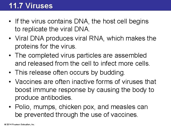 11. 7 Viruses • If the virus contains DNA, the host cell begins to