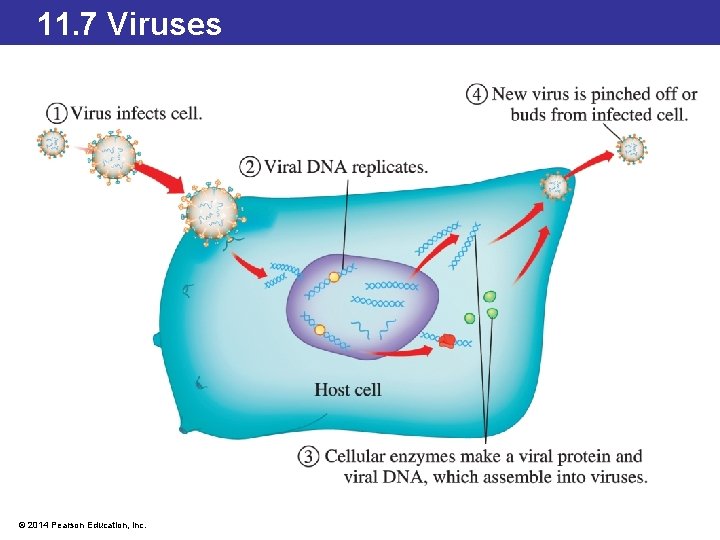 11. 7 Viruses © 2014 Pearson Education, Inc. 