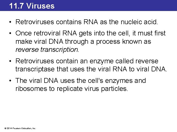 11. 7 Viruses • Retroviruses contains RNA as the nucleic acid. • Once retroviral