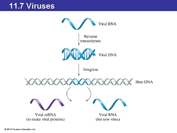11. 7 Viruses © 2014 Pearson Education, Inc. 