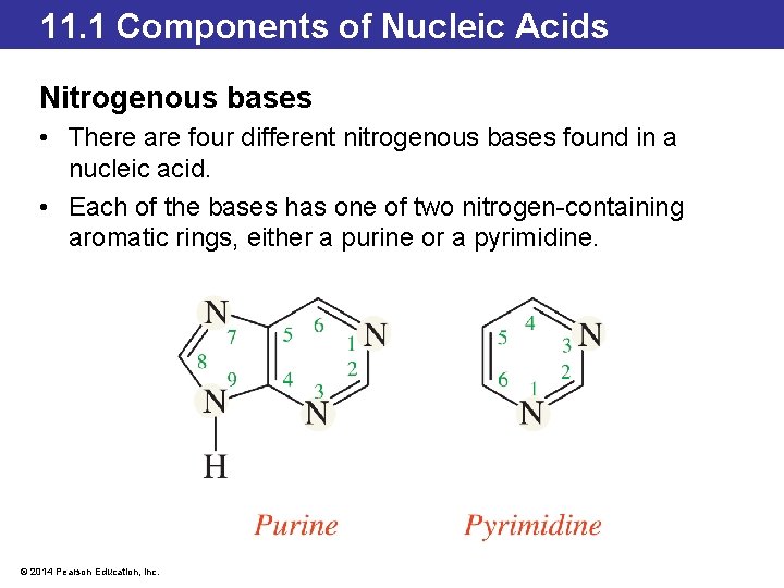 11. 1 Components of Nucleic Acids Nitrogenous bases • There are four different nitrogenous