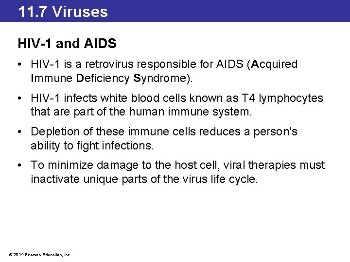 11. 7 Viruses HIV-1 and AIDS • HIV-1 is a retrovirus responsible for AIDS