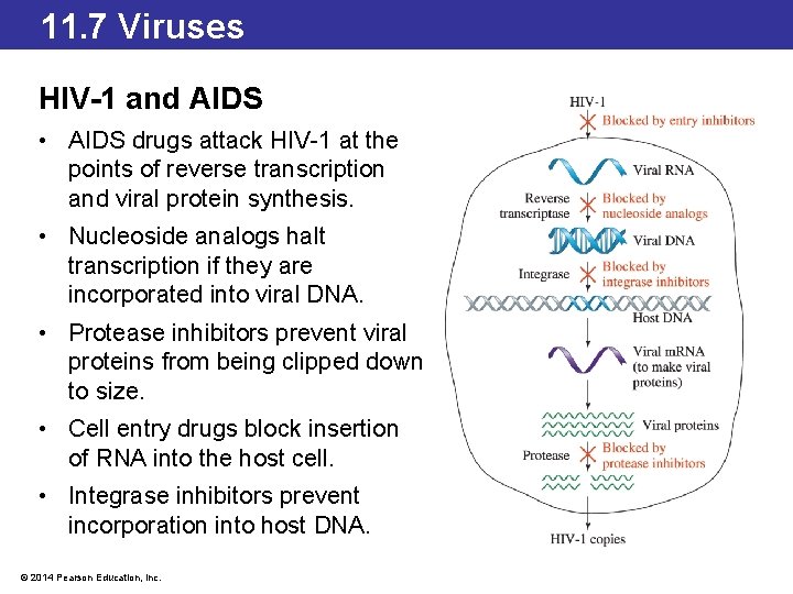 11. 7 Viruses HIV-1 and AIDS • AIDS drugs attack HIV-1 at the points