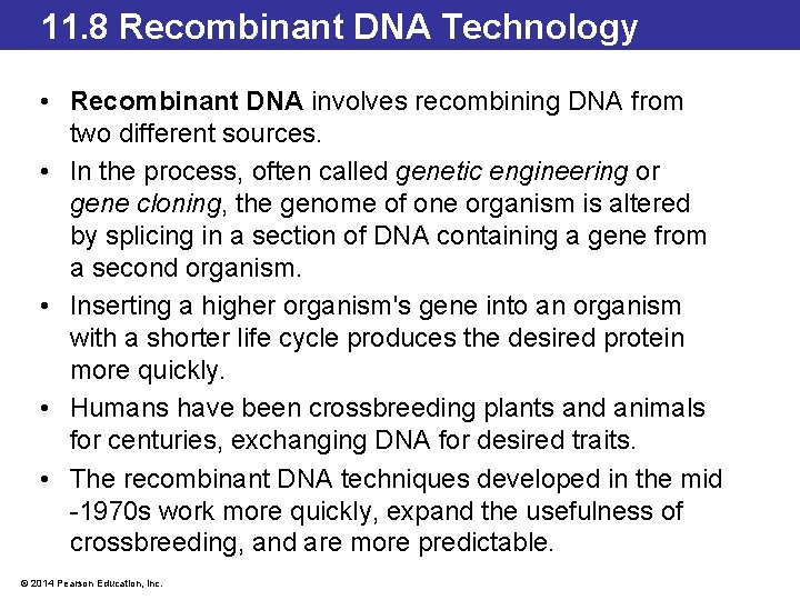 11. 8 Recombinant DNA Technology • Recombinant DNA involves recombining DNA from two different