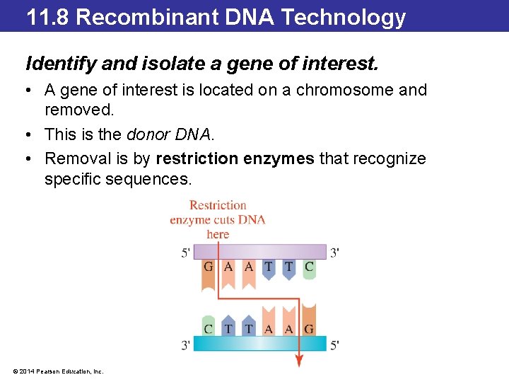 11. 8 Recombinant DNA Technology Identify and isolate a gene of interest. • A