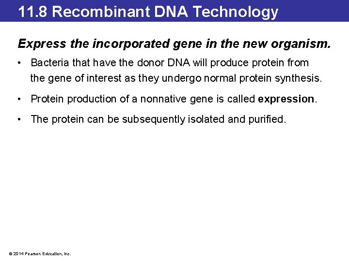 11. 8 Recombinant DNA Technology Express the incorporated gene in the new organism. •