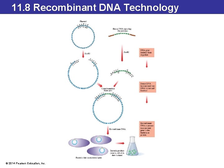 11. 8 Recombinant DNA Technology © 2014 Pearson Education, Inc. 