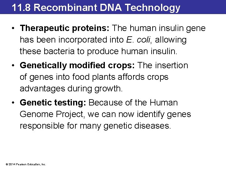 11. 8 Recombinant DNA Technology • Therapeutic proteins: The human insulin gene has been
