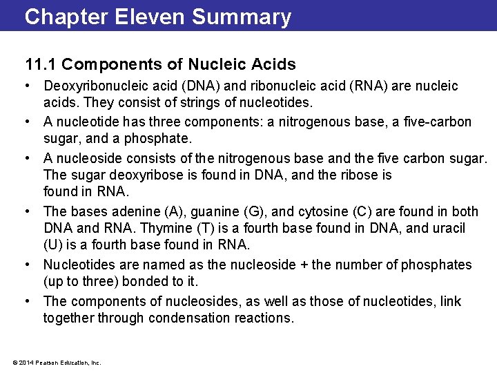 Chapter Eleven Summary 11. 1 Components of Nucleic Acids • Deoxyribonucleic acid (DNA) and