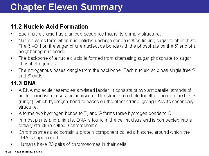 Chapter Eleven Summary 11. 2 Nucleic Acid Formation • • Each nucleic acid has
