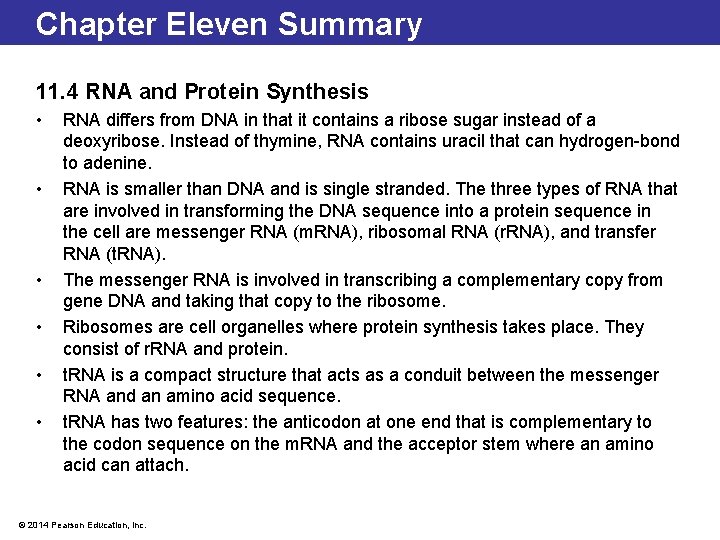 Chapter Eleven Summary 11. 4 RNA and Protein Synthesis • • • RNA differs