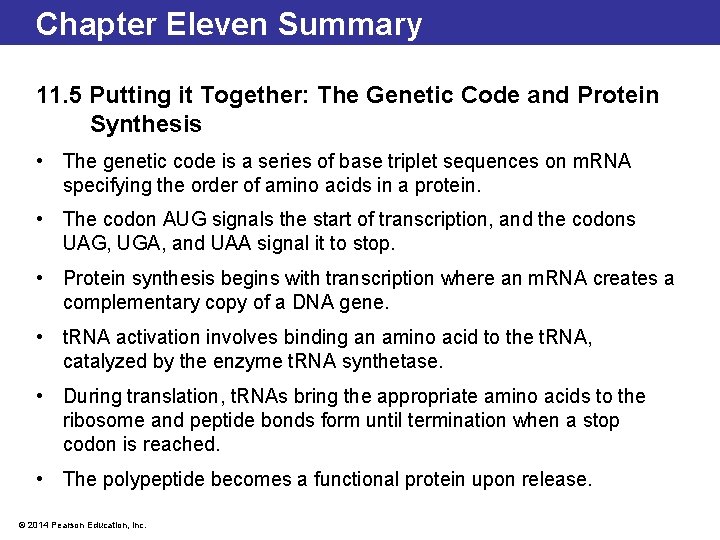 Chapter Eleven Summary 11. 5 Putting it Together: The Genetic Code and Protein Synthesis