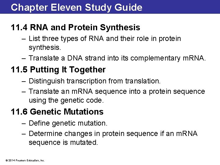 Chapter Eleven Study Guide 11. 4 RNA and Protein Synthesis – List three types