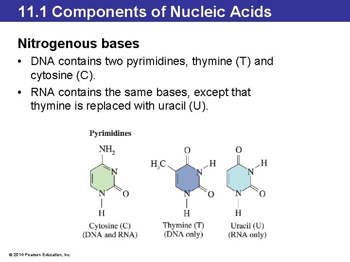 11. 1 Components of Nucleic Acids Nitrogenous bases • DNA contains two pyrimidines, thymine
